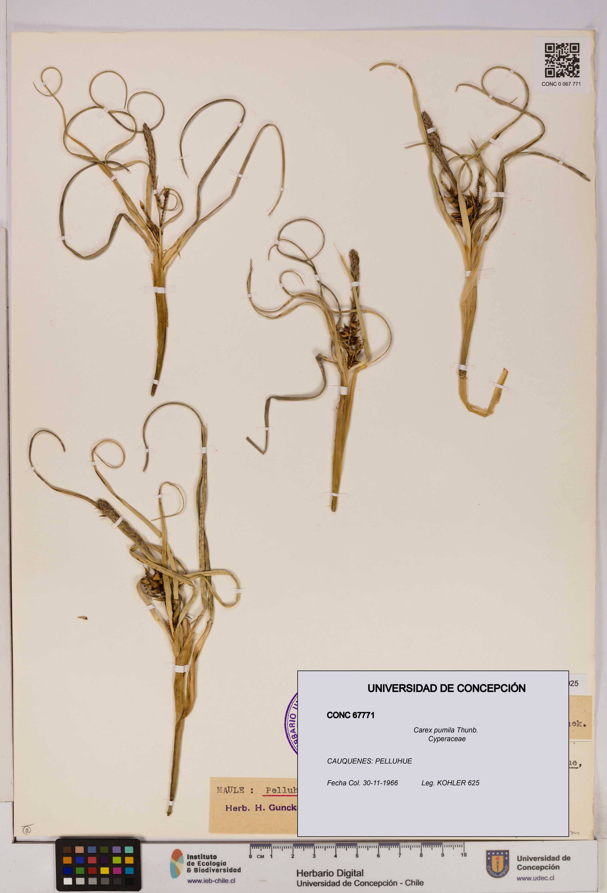 Carex pumila [Espécimen: UDEC:CONC:0067771]