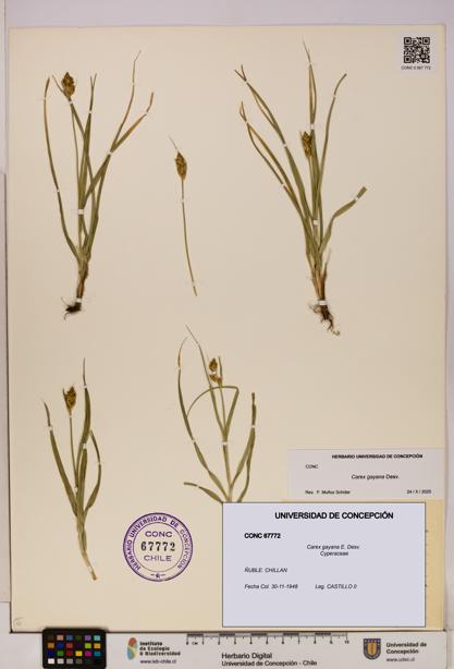 Carex gayana [Espécimen: UDEC:CONC:0067772]