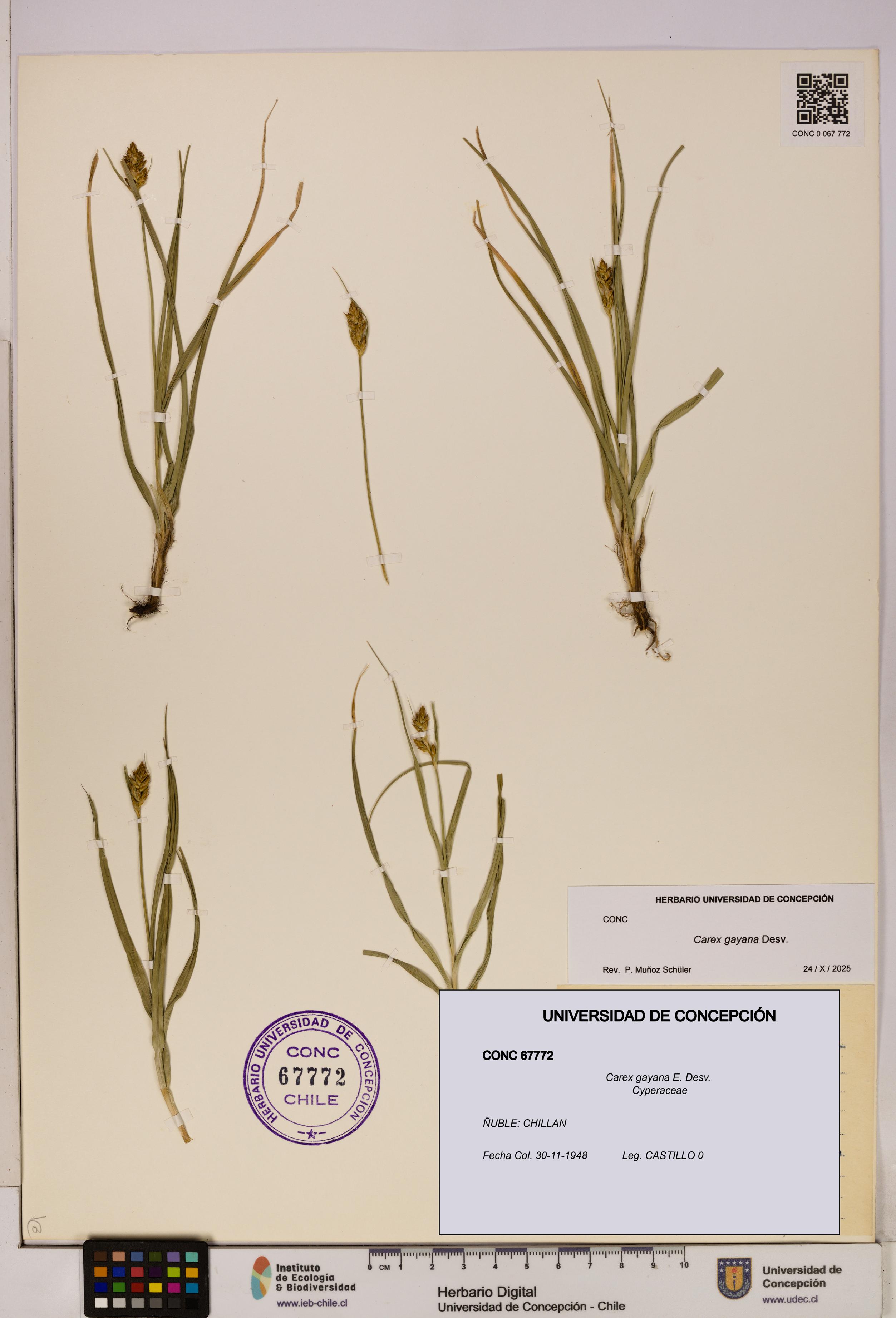 Carex gayana [Espécimen: UDEC:CONC:0067772]