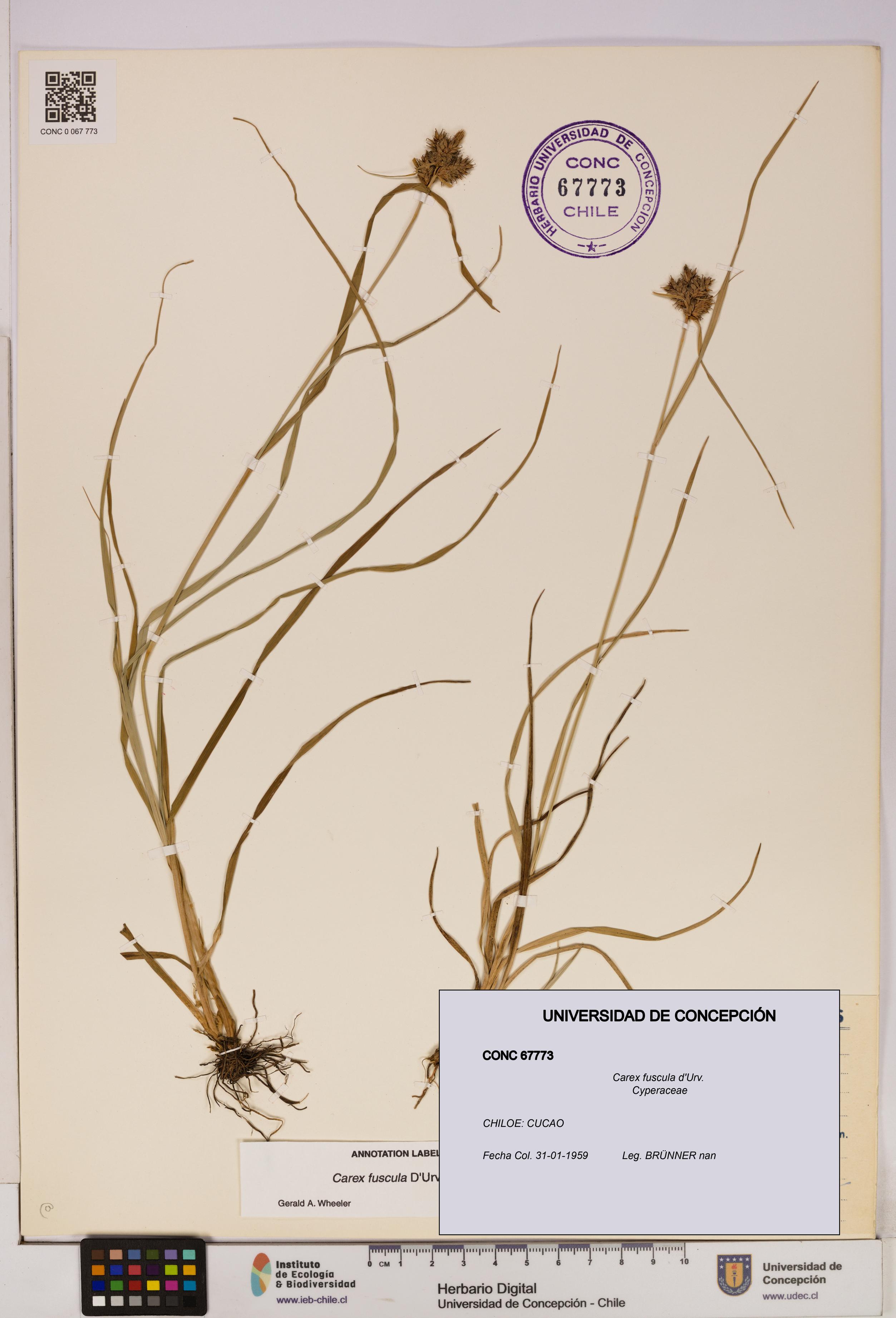 Carex fuscula [Espécimen: UDEC:CONC:0067773]