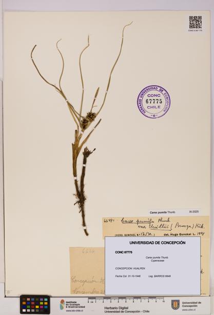 Carex pumila [Espécimen: UDEC:CONC:0067775]