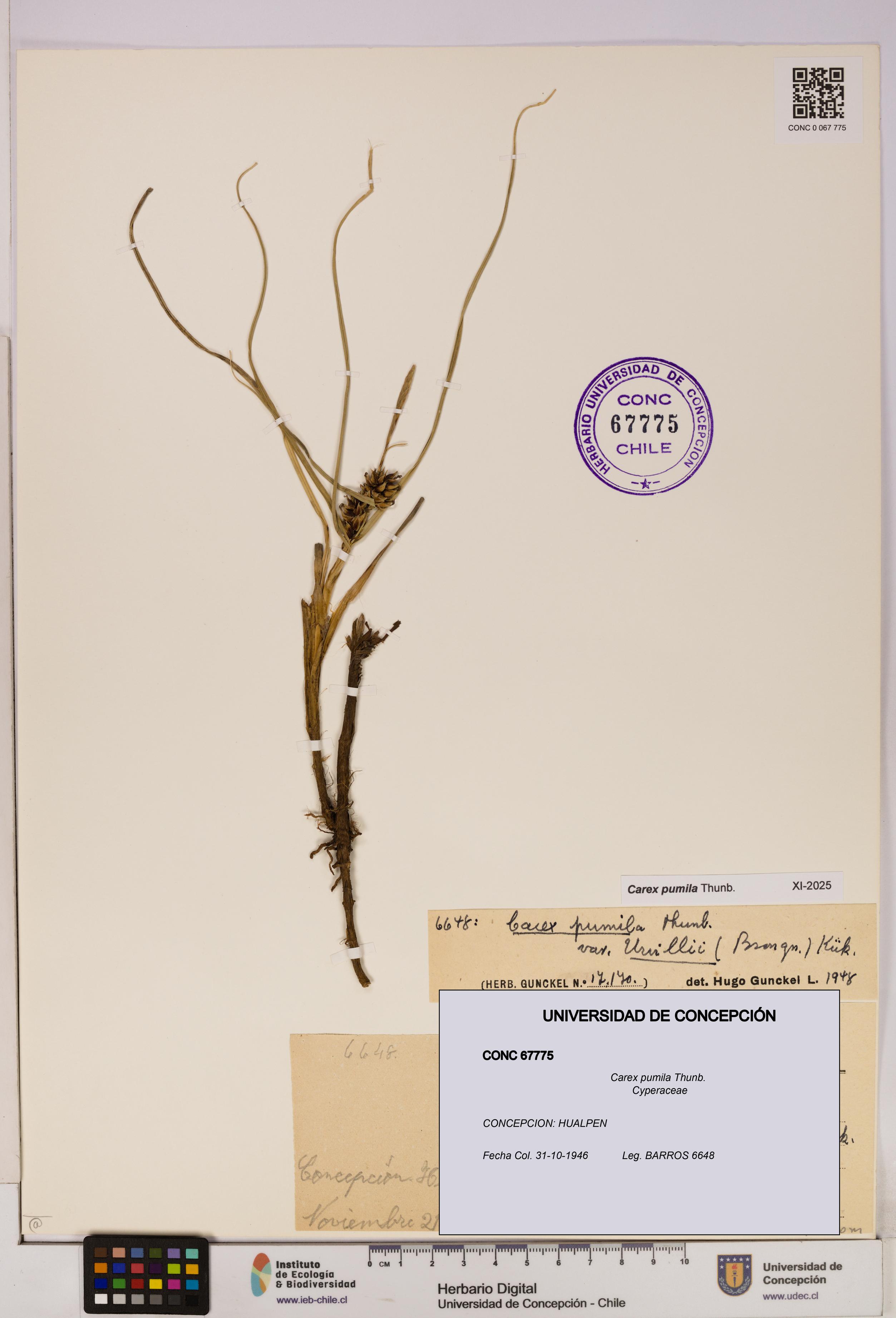 Carex pumila [Espécimen: UDEC:CONC:0067775]