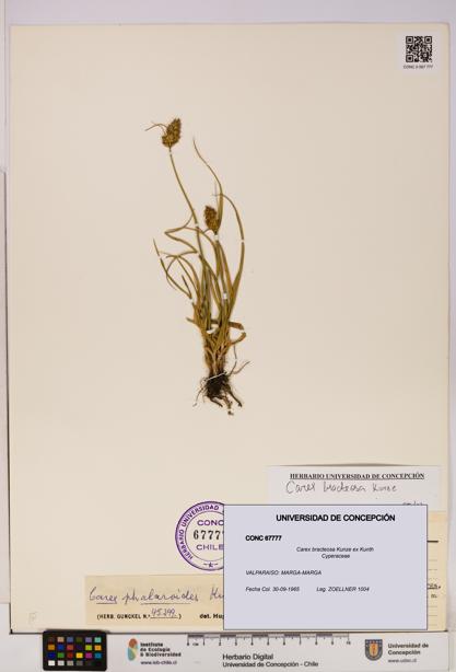 Carex bracteosa [Espécimen: UDEC:CONC:0067777]