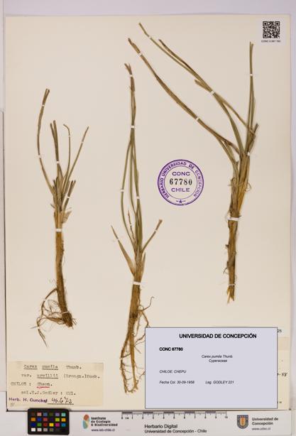 Carex pumila [Espécimen: UDEC:CONC:0067780]