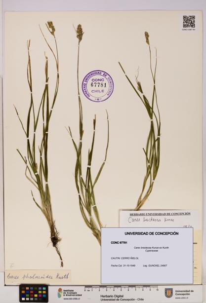 Carex bracteosa [Espécimen: UDEC:CONC:0067781]
