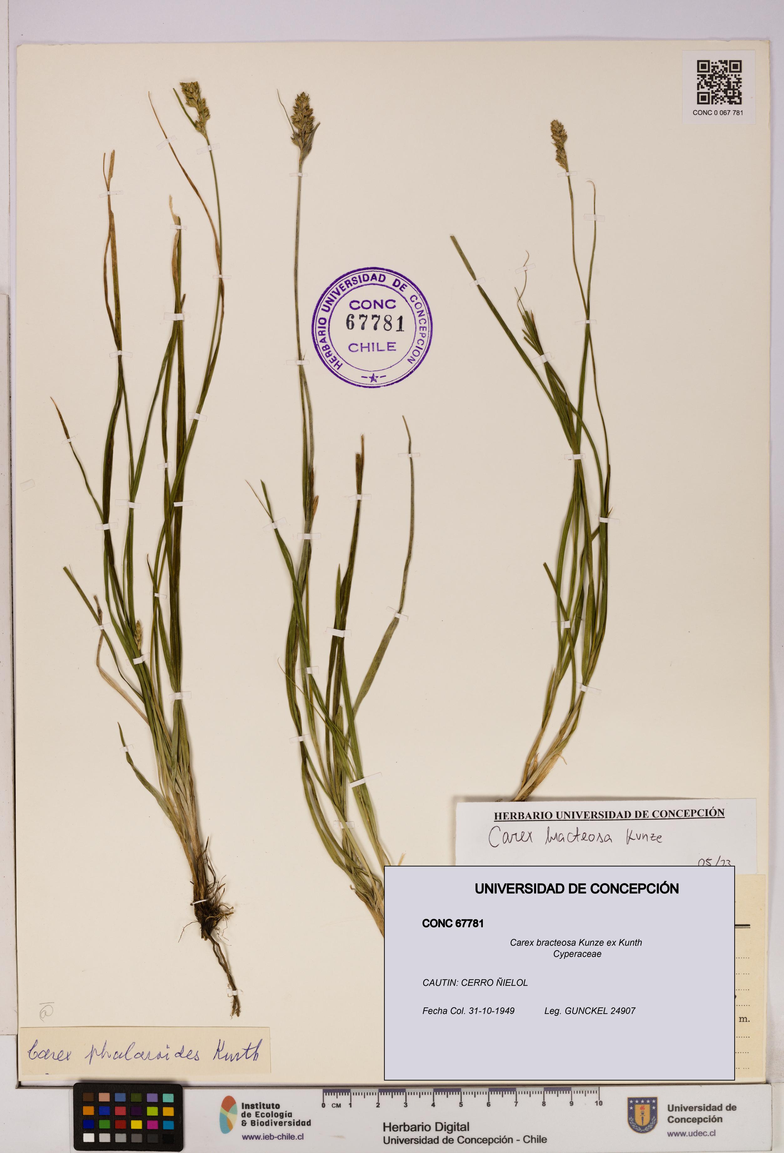 Carex bracteosa [Espécimen: UDEC:CONC:0067781]