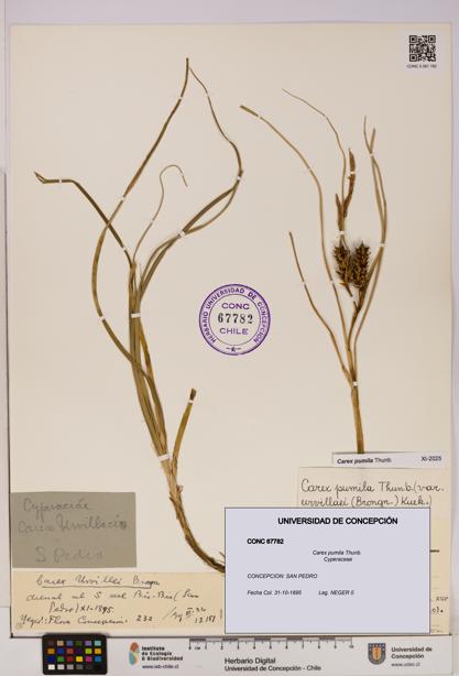 Carex pumila [Espécimen: UDEC:CONC:0067782]