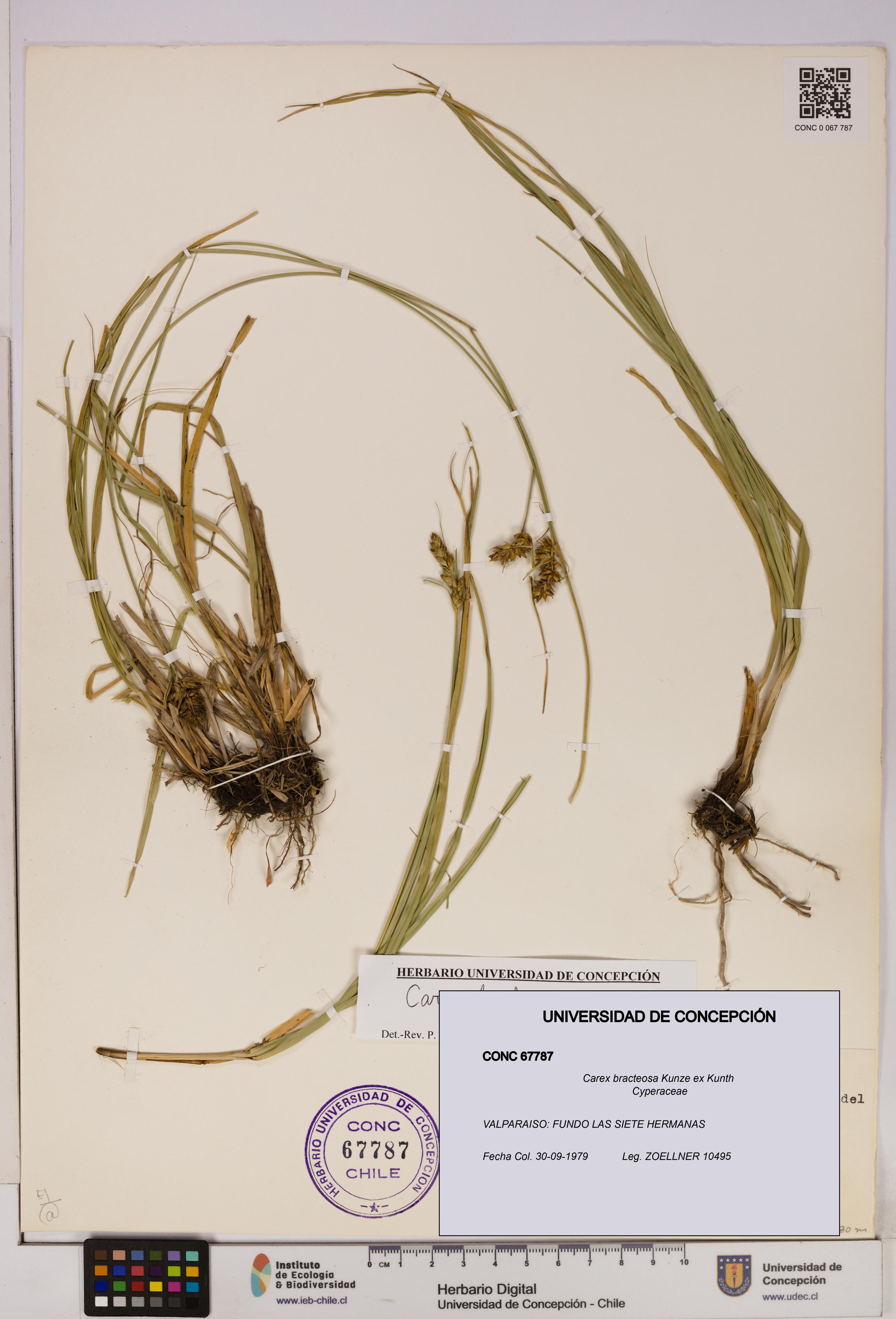 Carex bracteosa [Espécimen: UDEC:CONC:0067787]