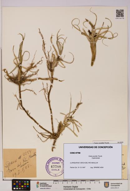 Carex pumila [Espécimen: UDEC:CONC:0067788]