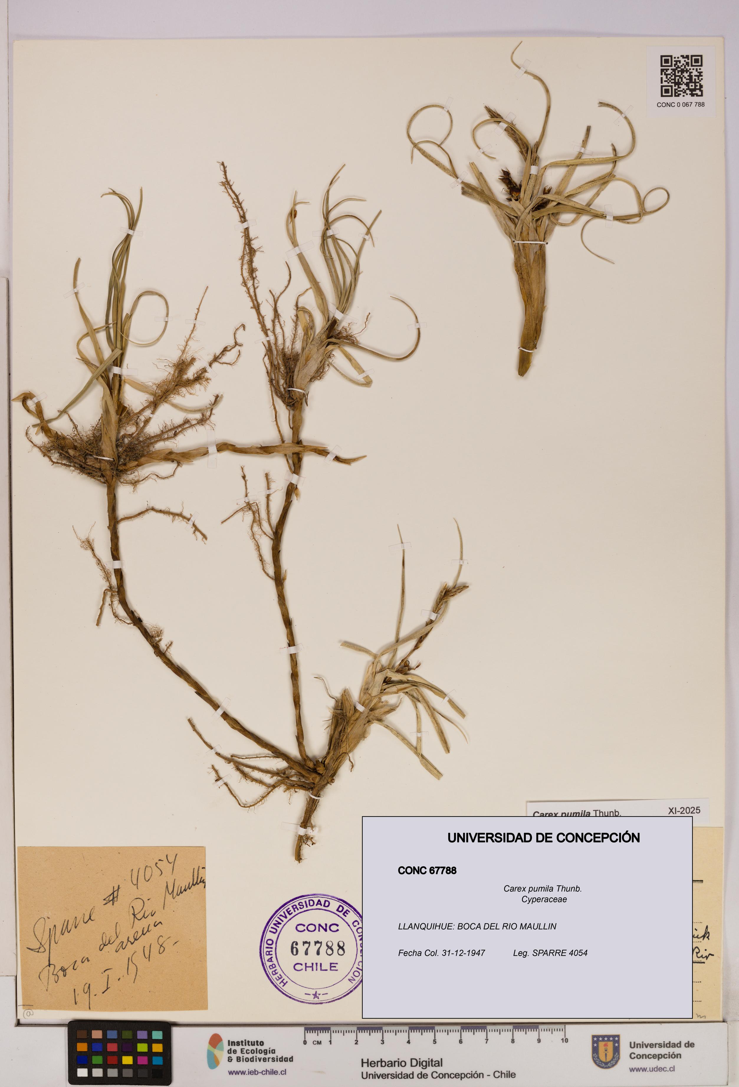 Carex pumila [Espécimen: UDEC:CONC:0067788]