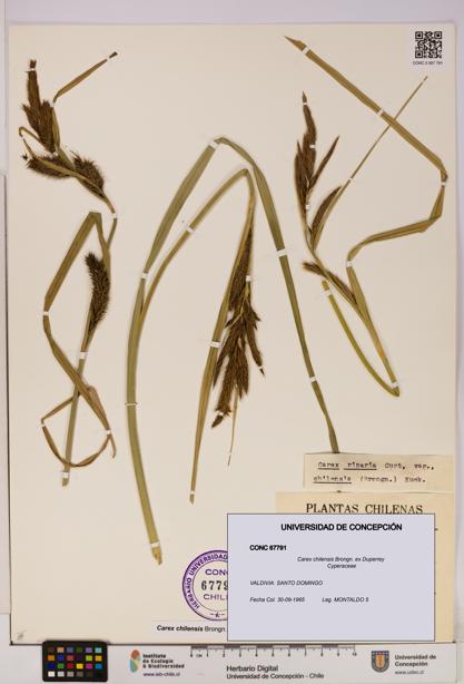 Carex chilensis [Espécimen: UDEC:CONC:0067791]