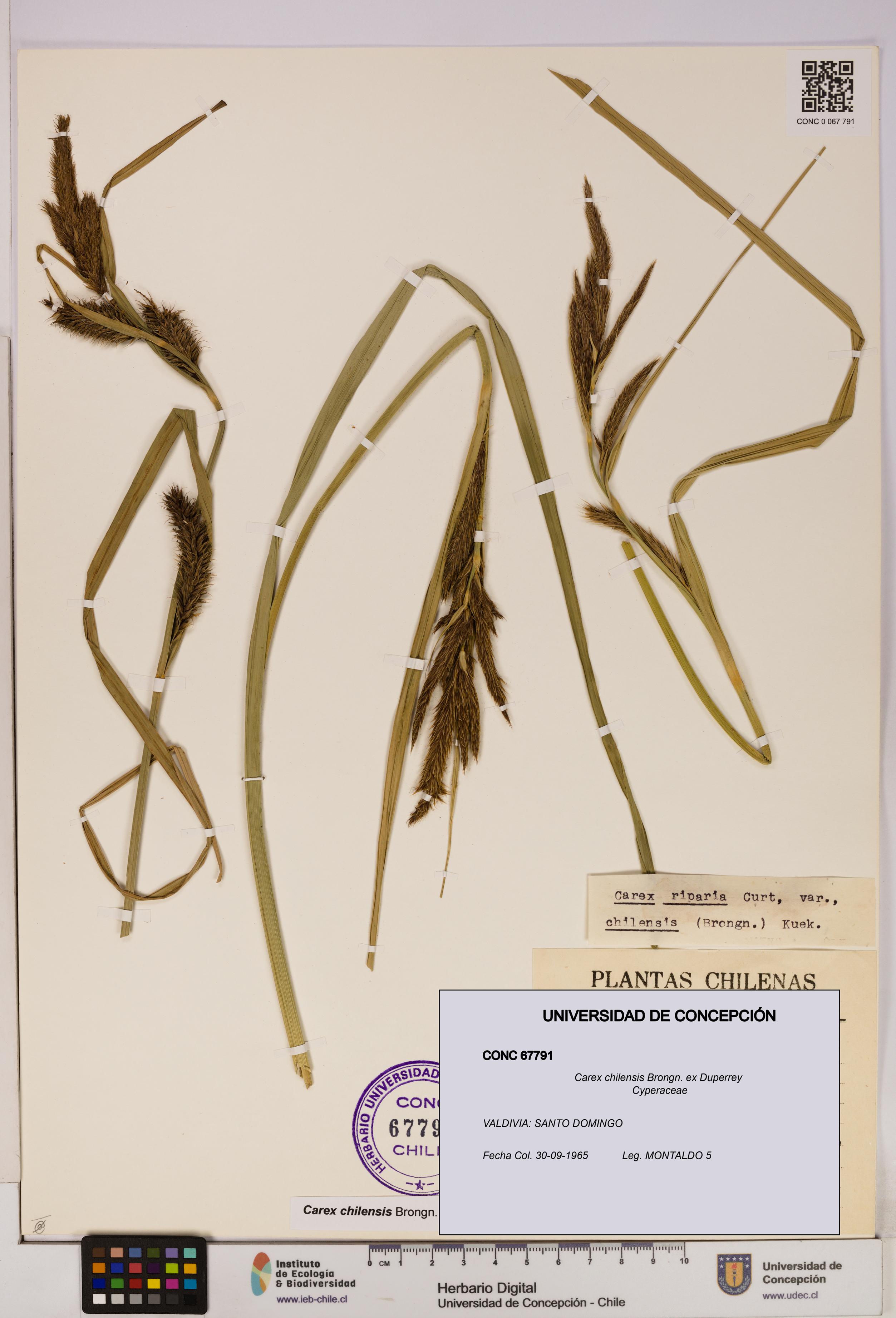 Carex chilensis [Espécimen: UDEC:CONC:0067791]