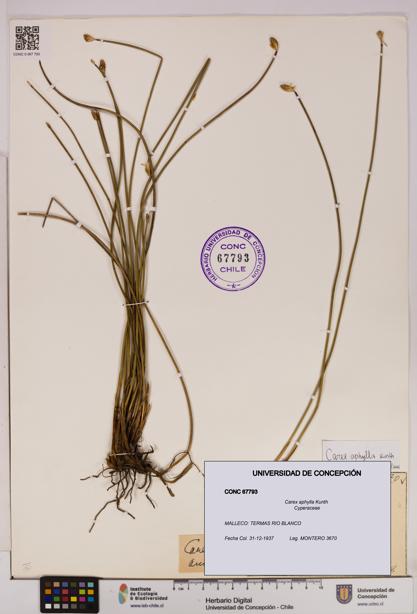 Carex aphylla [Espécimen: UDEC:CONC:0067793]