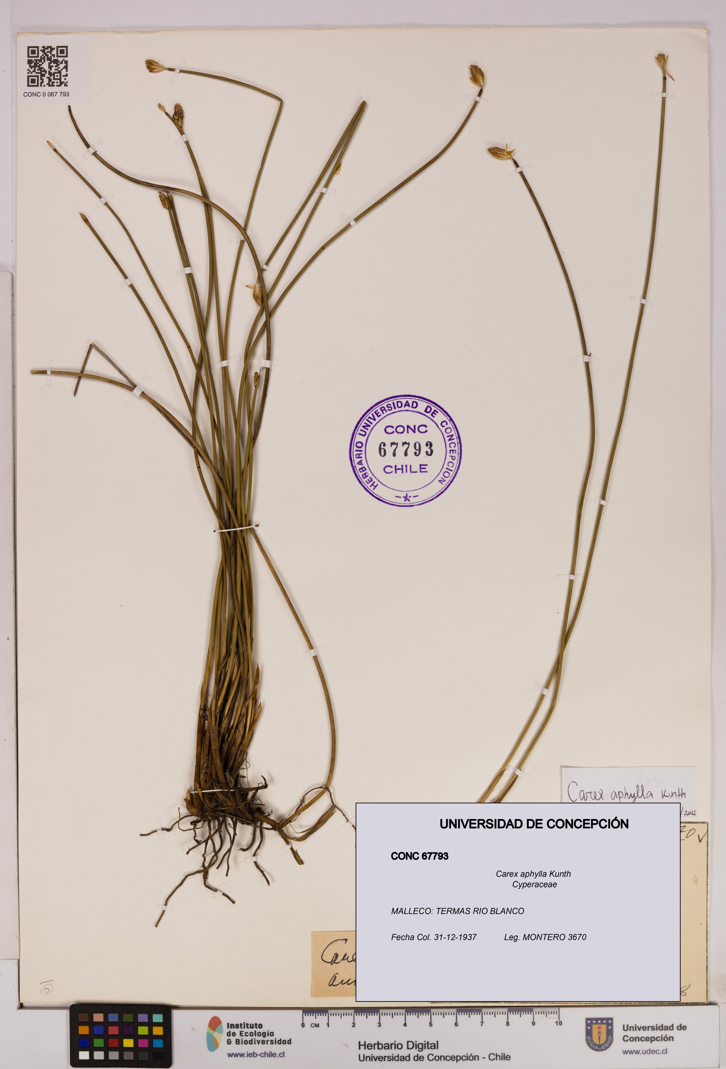 Carex aphylla [Espécimen: UDEC:CONC:0067793]