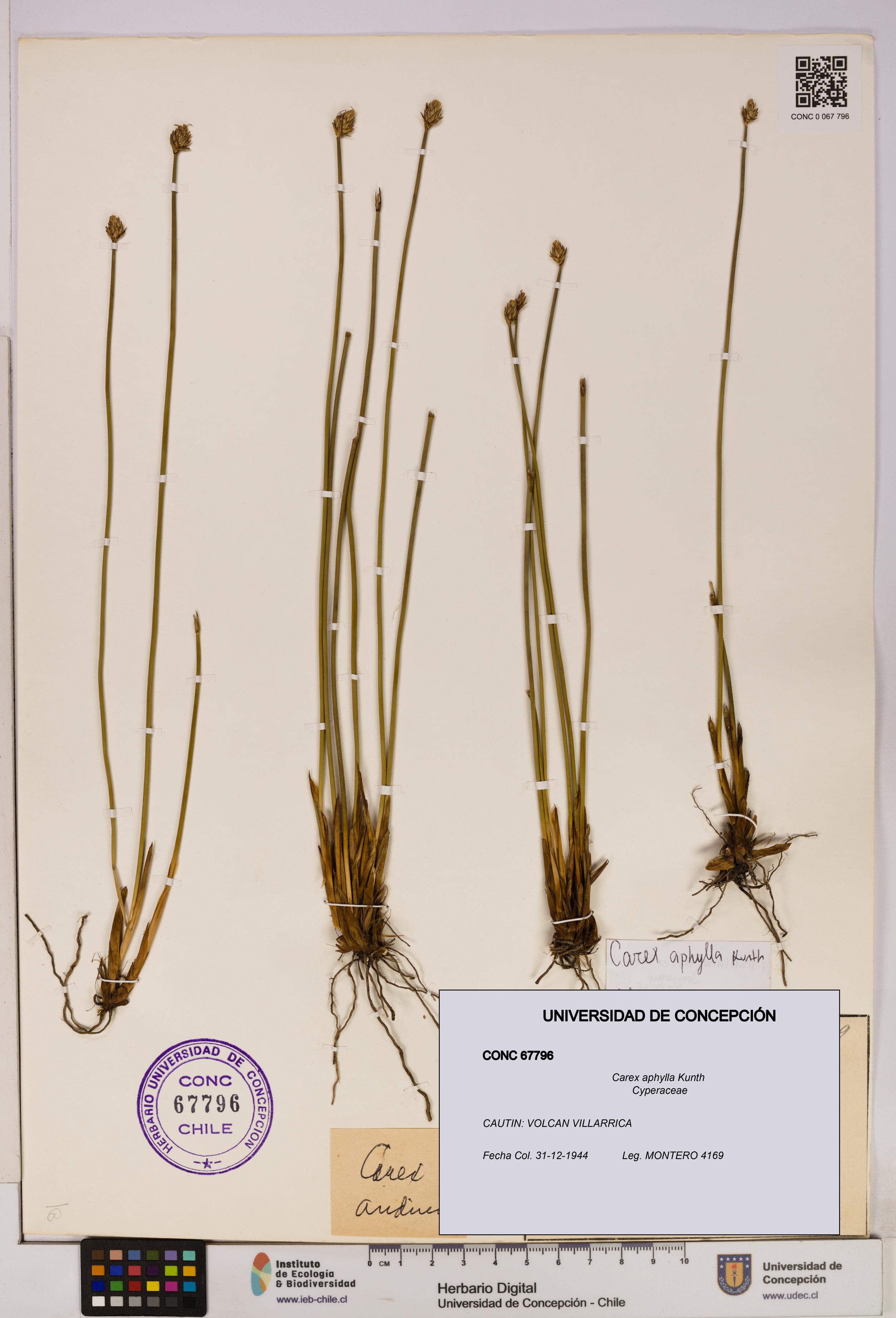 Carex aphylla [Espécimen: UDEC:CONC:0067796]