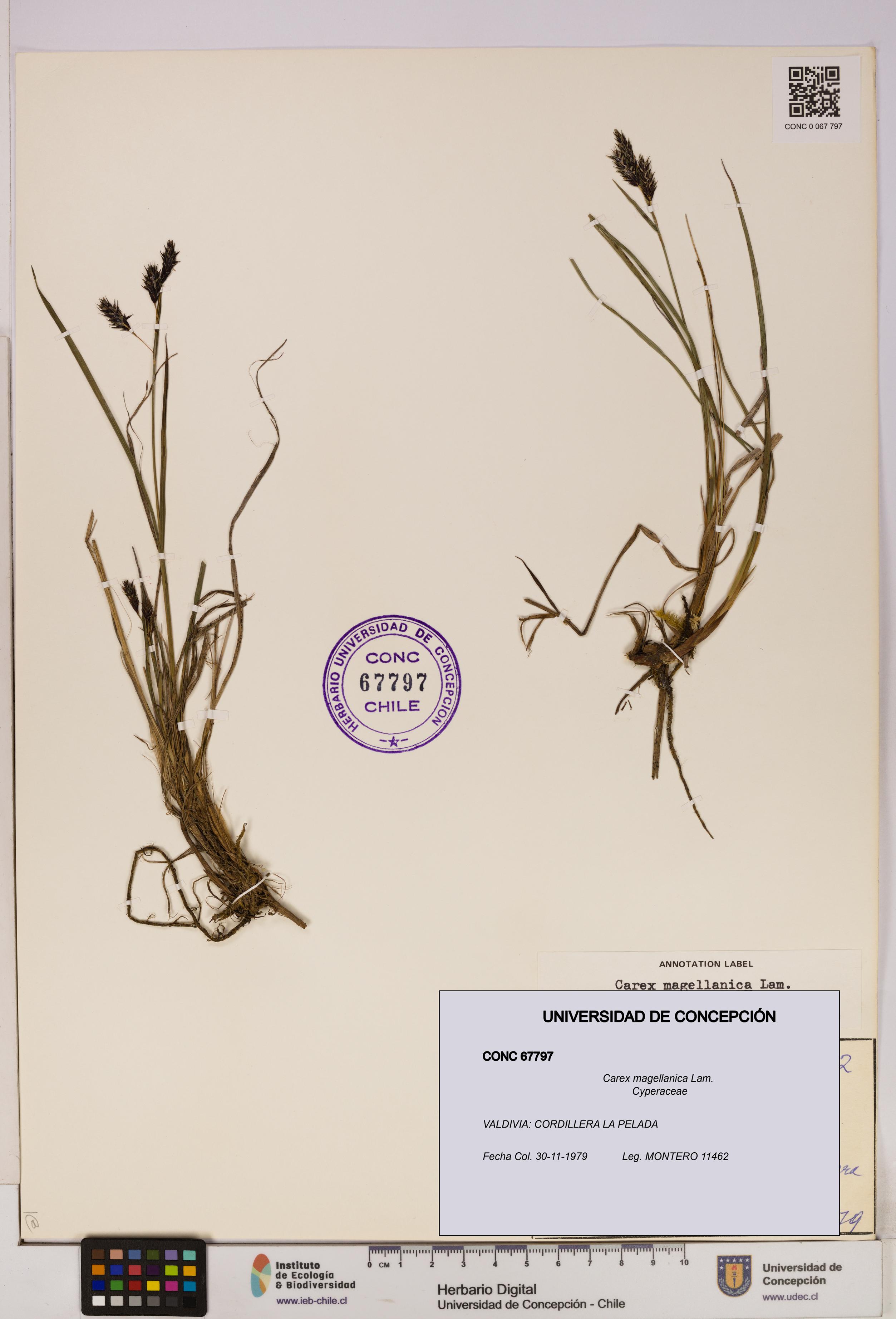 Carex magellanica [Espécimen: UDEC:CONC:0067797]