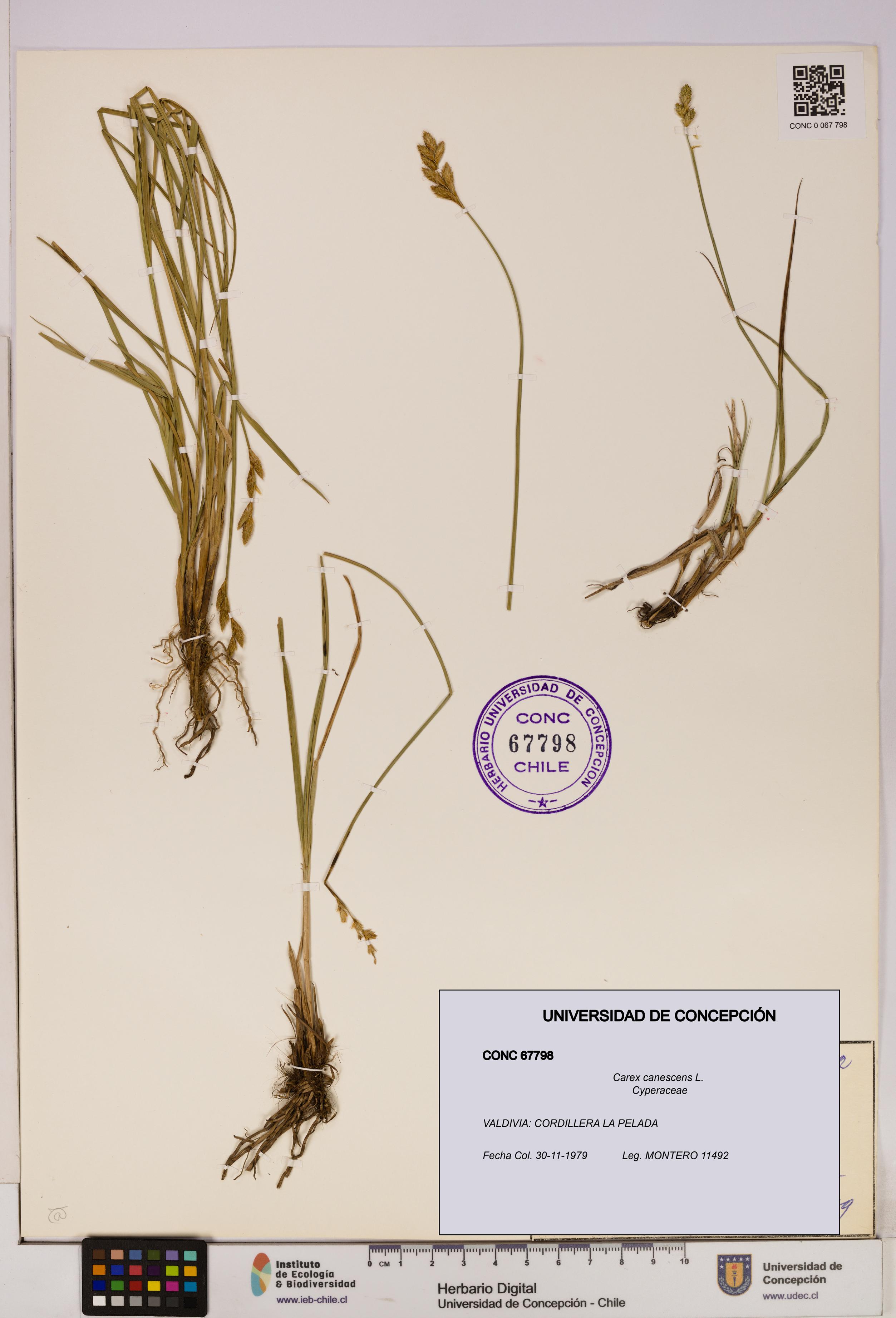 Carex canescens [Espécimen: UDEC:CONC:0067798]