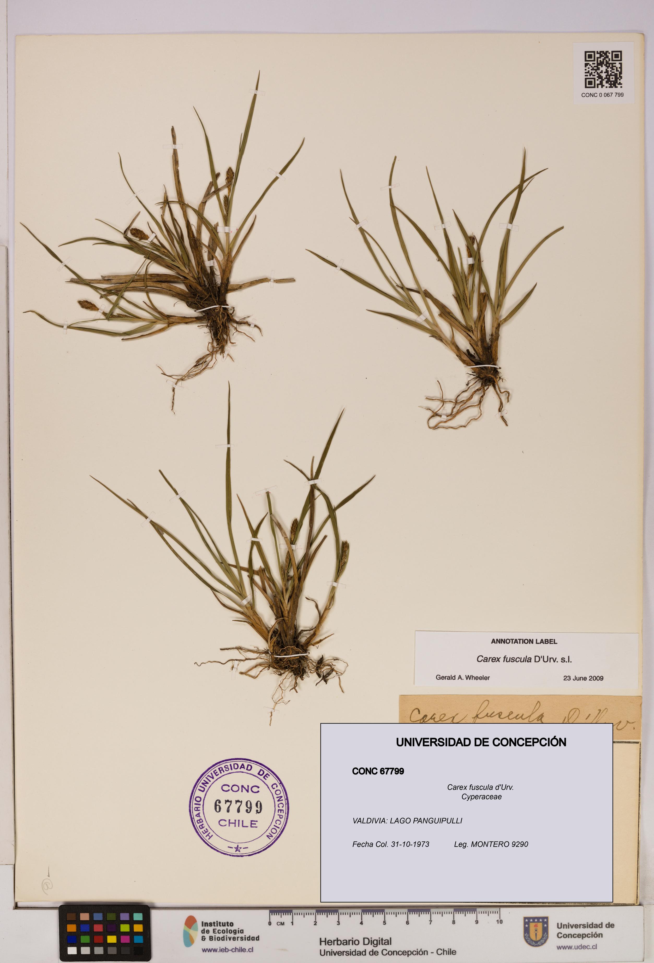 Carex fuscula [Espécimen: UDEC:CONC:0067799]