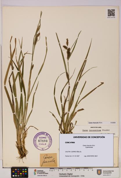 Carex fuscula [Espécimen: UDEC:CONC:0067800]