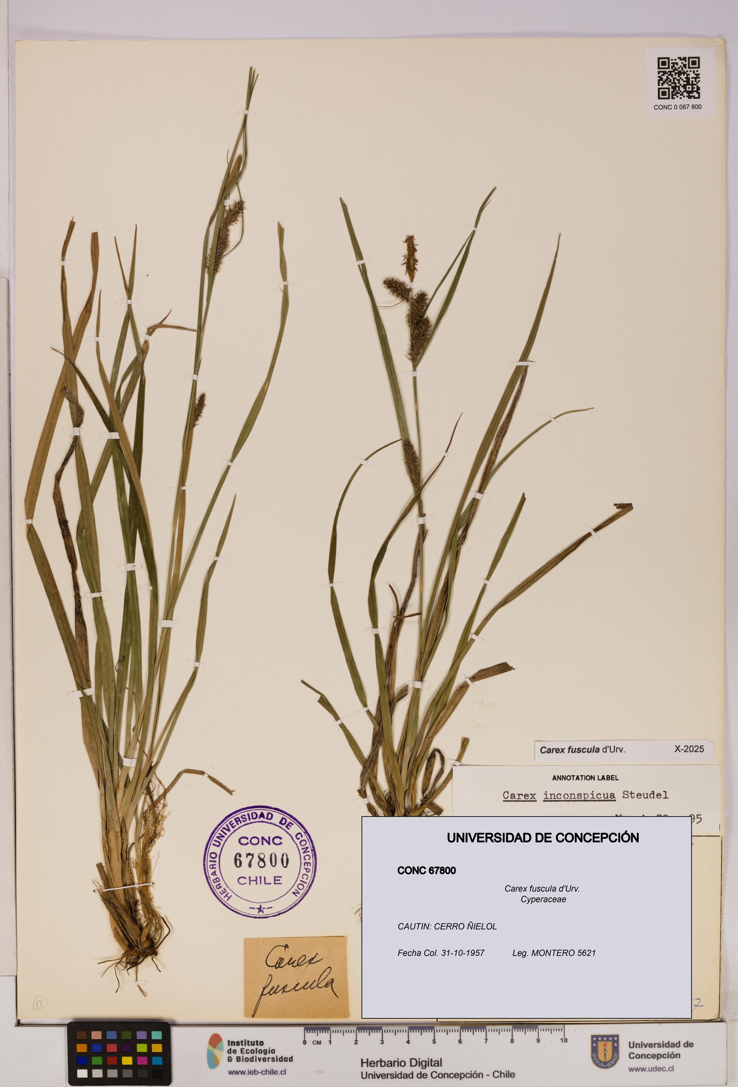 Carex fuscula [Espécimen: UDEC:CONC:0067800]