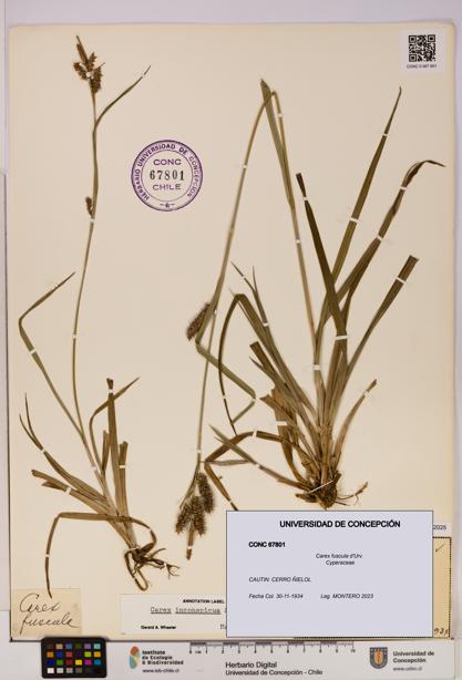 Carex fuscula [Espécimen: UDEC:CONC:0067801]