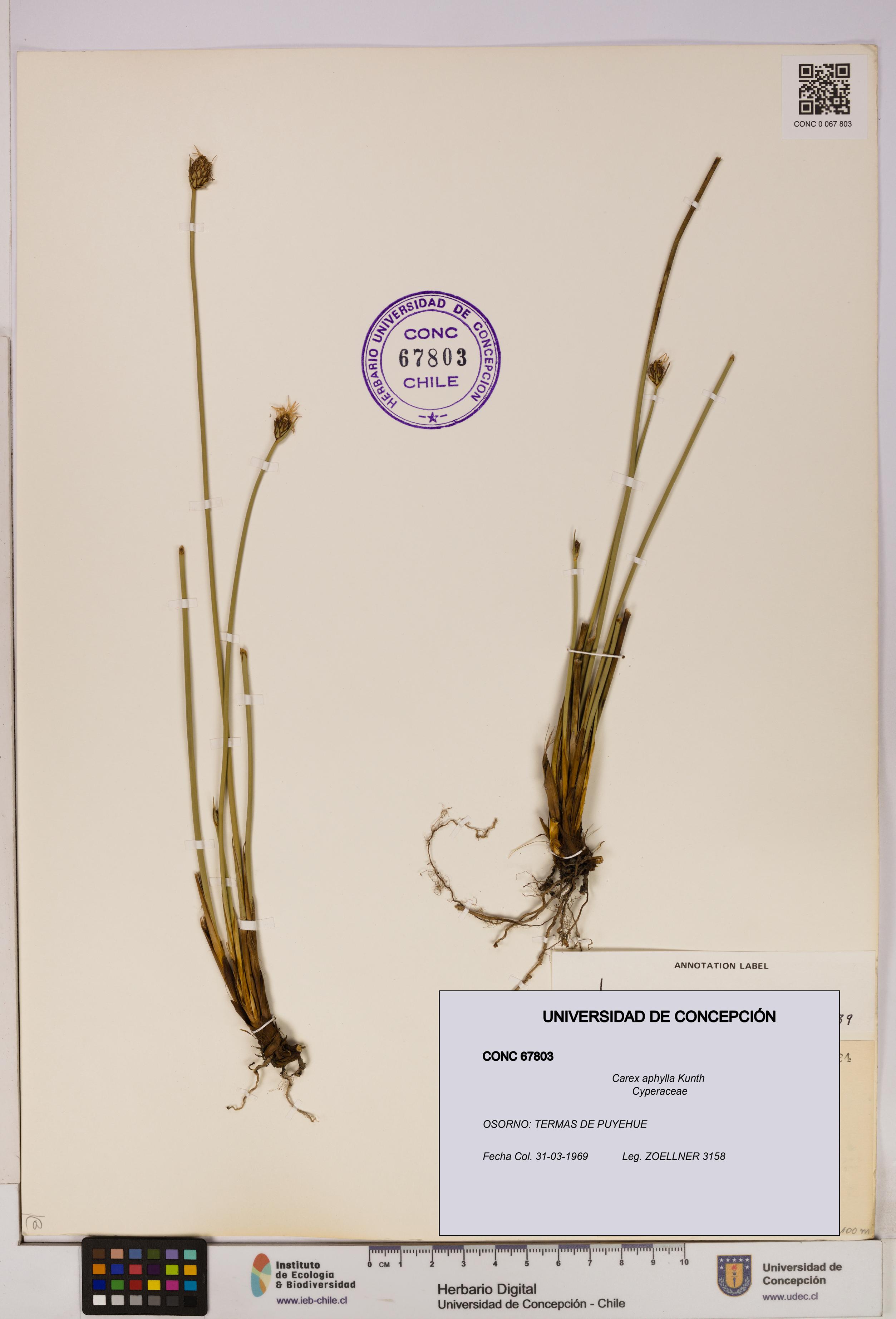 Carex aphylla [Espécimen: UDEC:CONC:0067803]