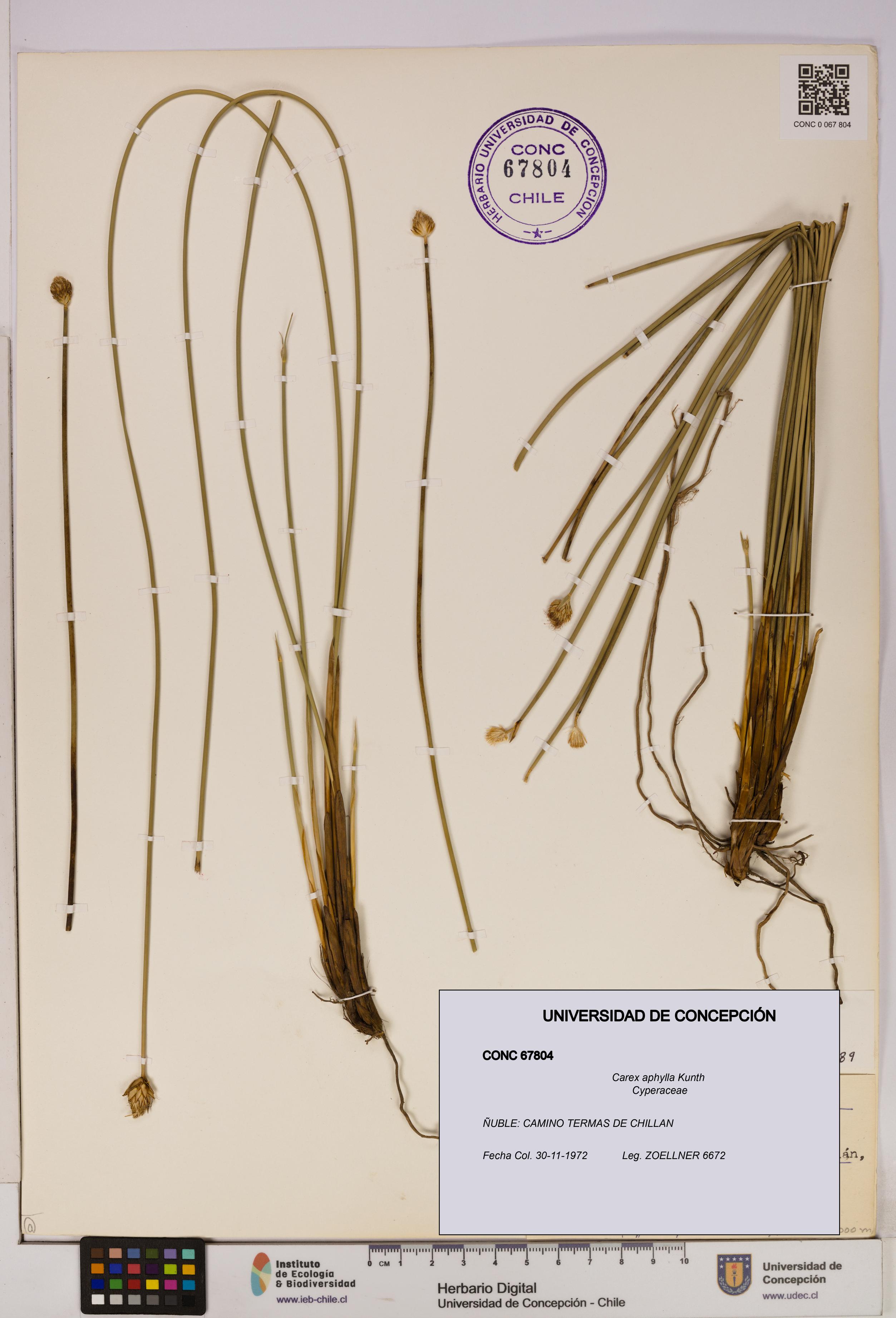 Carex aphylla [Espécimen: UDEC:CONC:0067804]