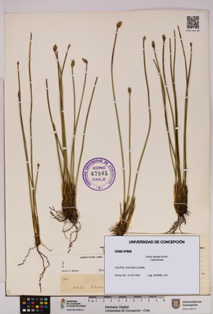 Carex aphylla [Espécimen: UDEC:CONC:0067805]