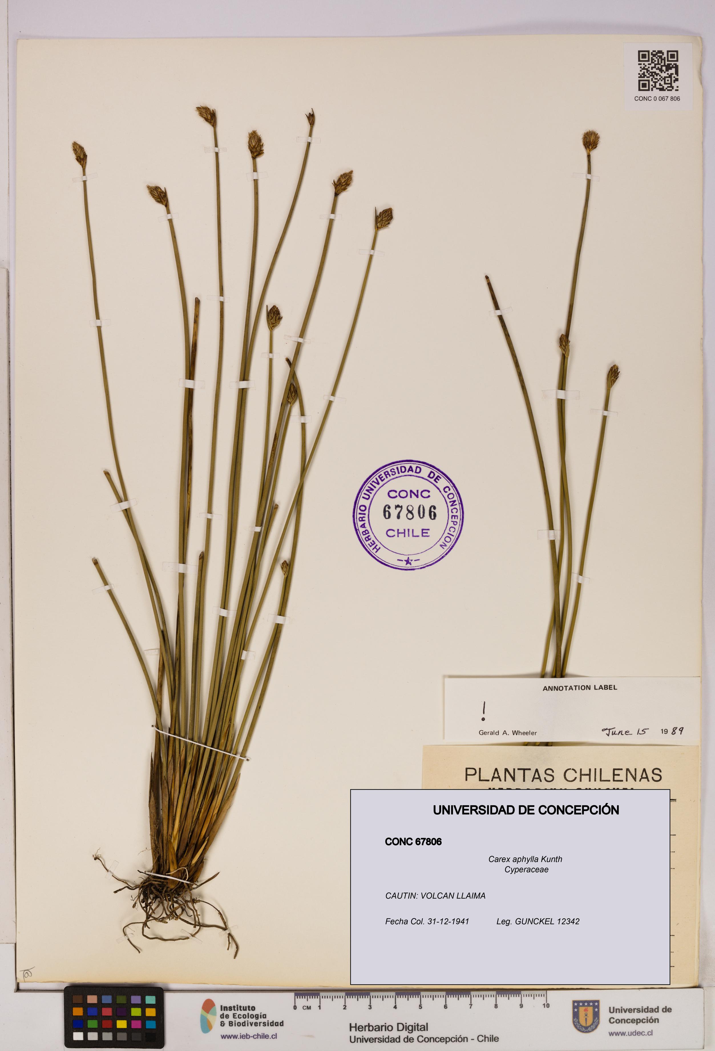 Carex aphylla [Espécimen: UDEC:CONC:0067806]