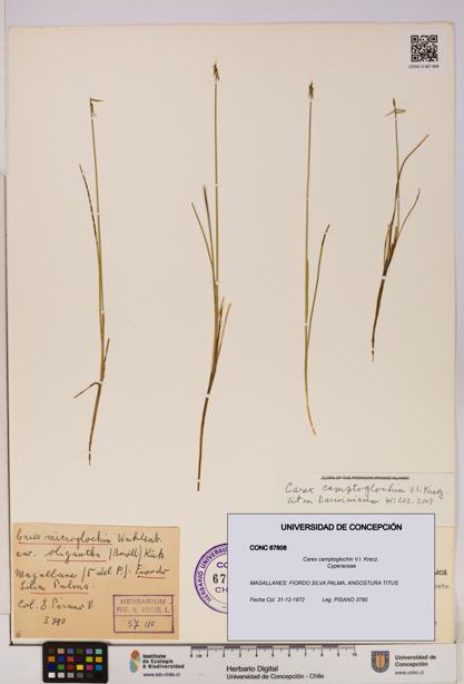 Carex camptoglochin [Espécimen: UDEC:CONC:0067808]