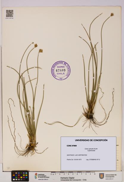 Carex aphylla [Espécimen: UDEC:CONC:0067809]