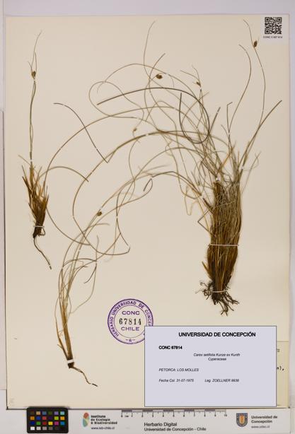Carex setifolia [Espécimen: UDEC:CONC:0067814]