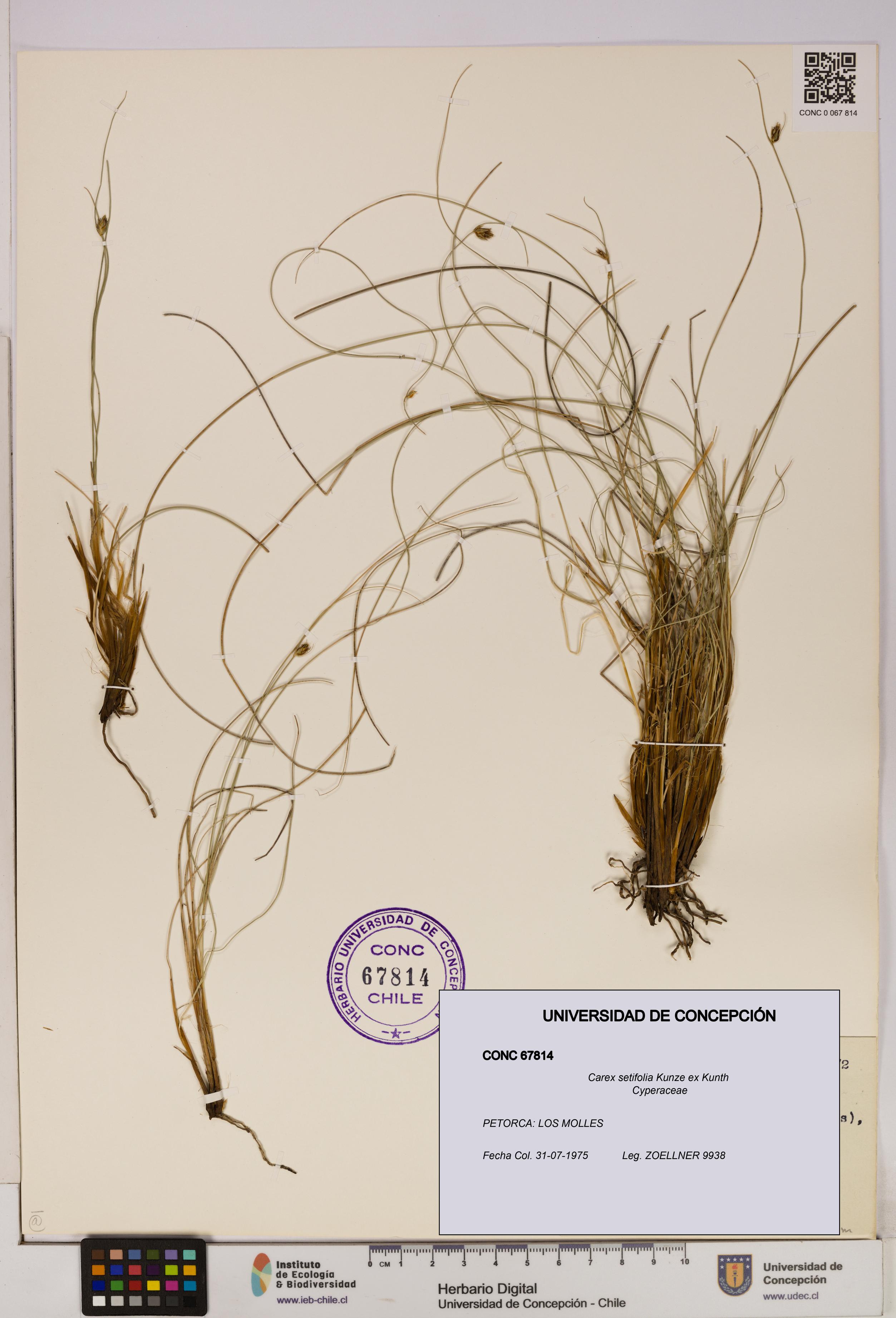 Carex setifolia [Espécimen: UDEC:CONC:0067814]