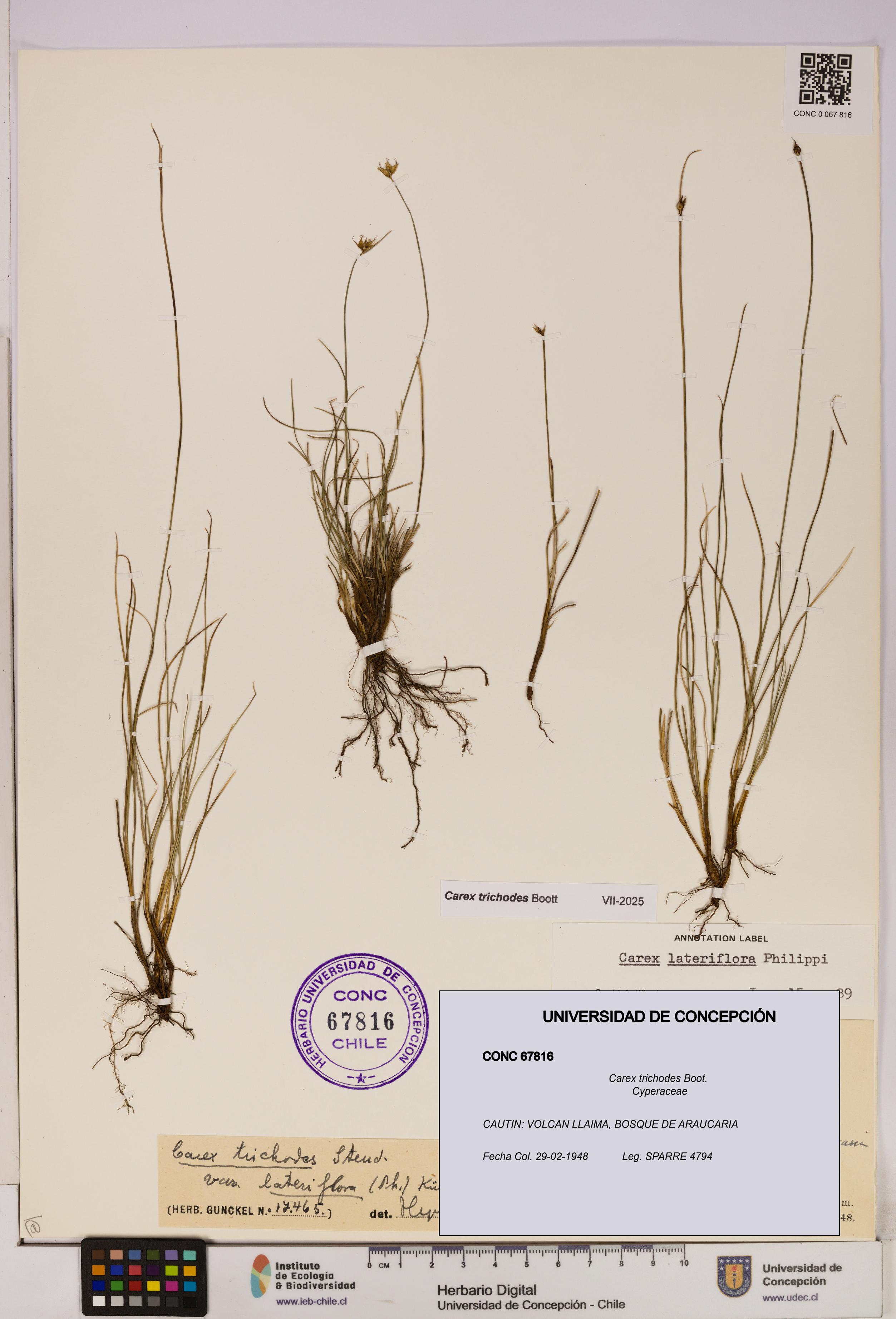 Carex trichodes [Espécimen: UDEC:CONC:0067816]