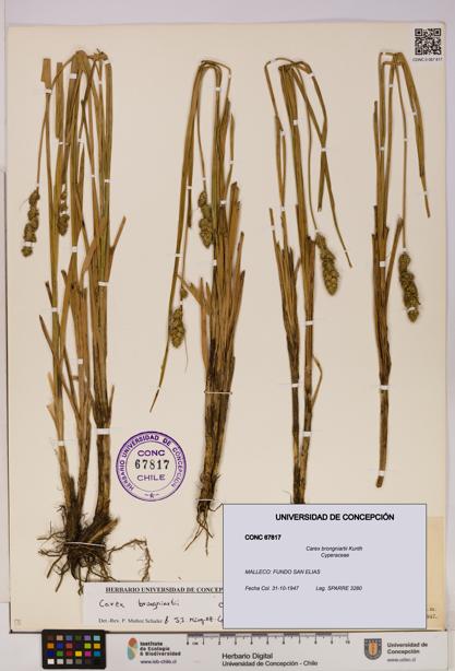 Carex brongniartii [Espécimen: UDEC:CONC:0067817]