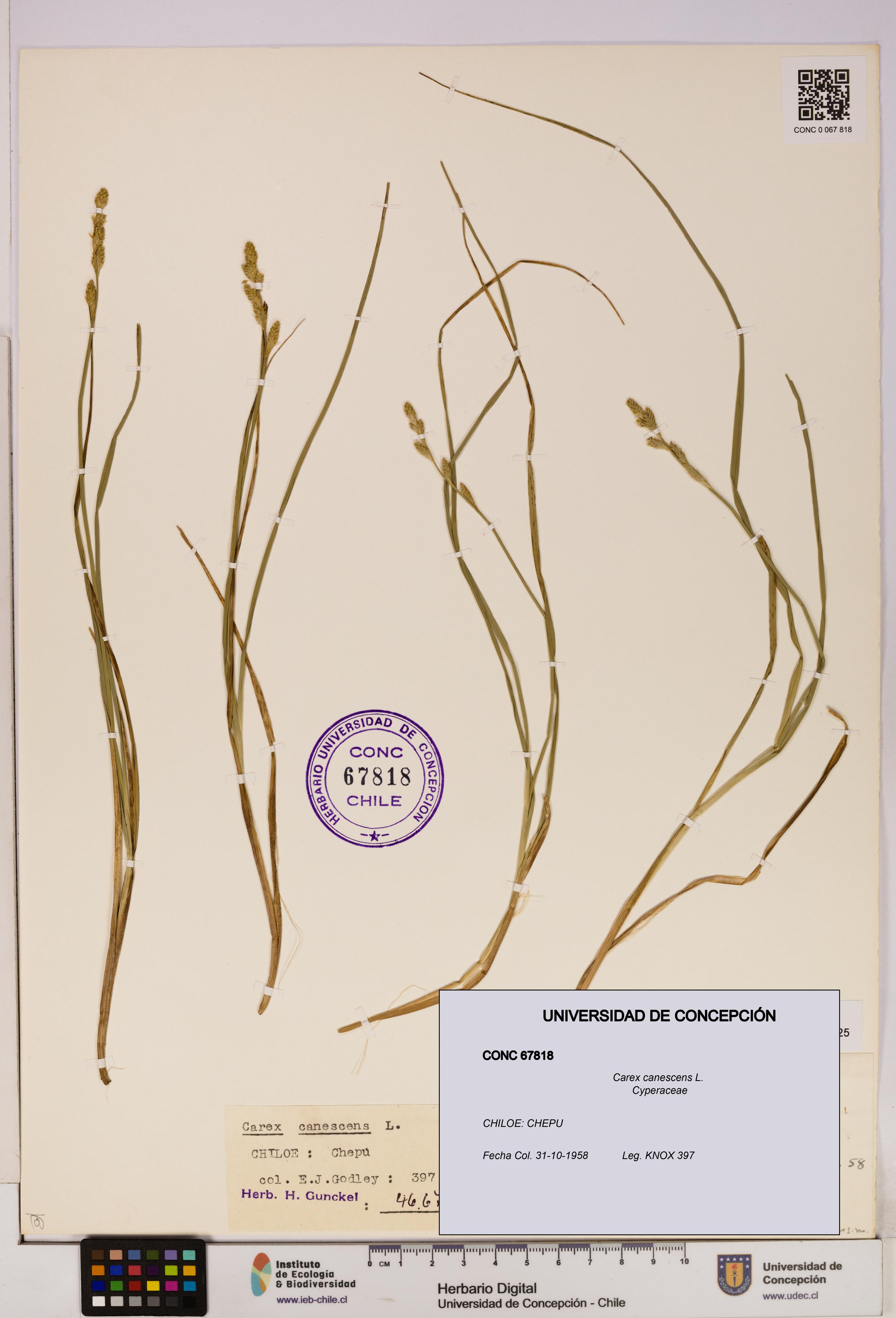 Carex canescens [Espécimen: UDEC:CONC:0067818]