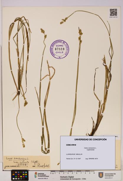 Carex canescens [Espécimen: UDEC:CONC:0067819]