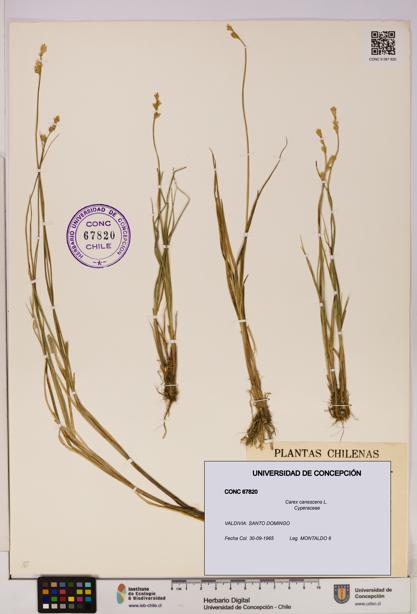 Carex canescens [Espécimen: UDEC:CONC:0067820]