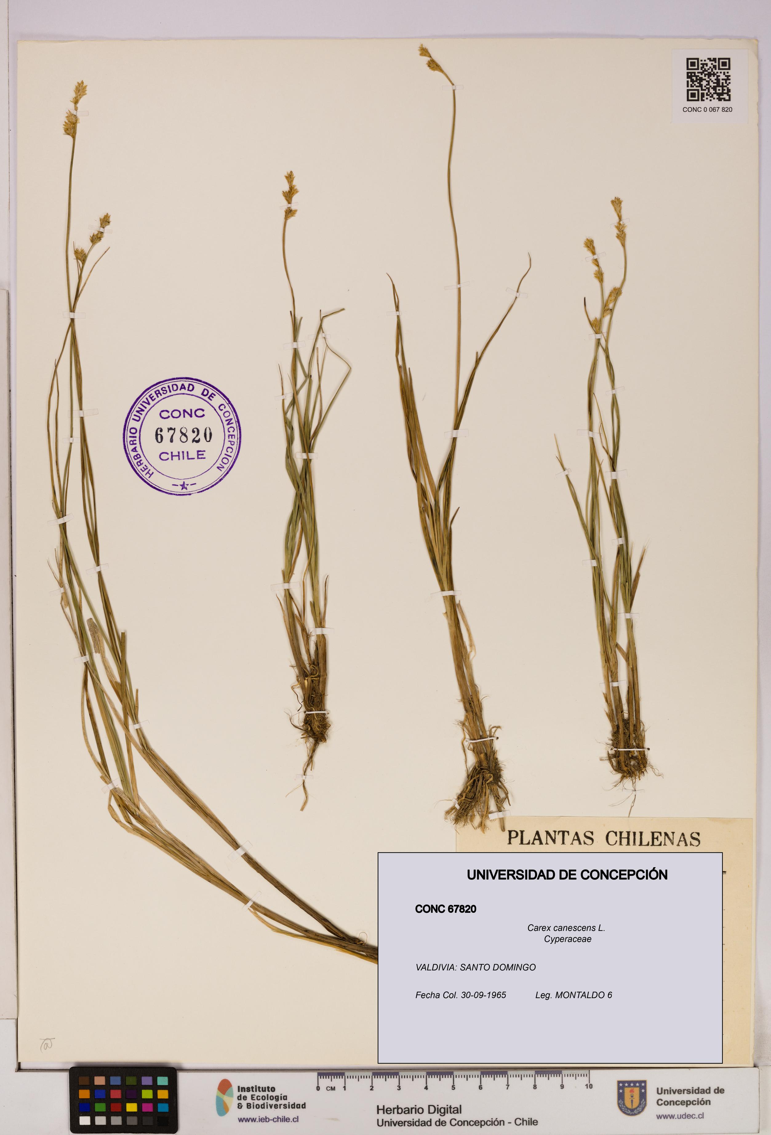 Carex canescens [Espécimen: UDEC:CONC:0067820]