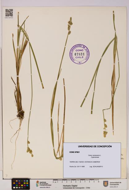 Carex canescens [Espécimen: UDEC:CONC:0067821]
