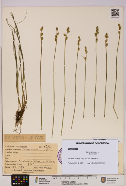 Carex canescens [Espécimen: UDEC:CONC:0067822]