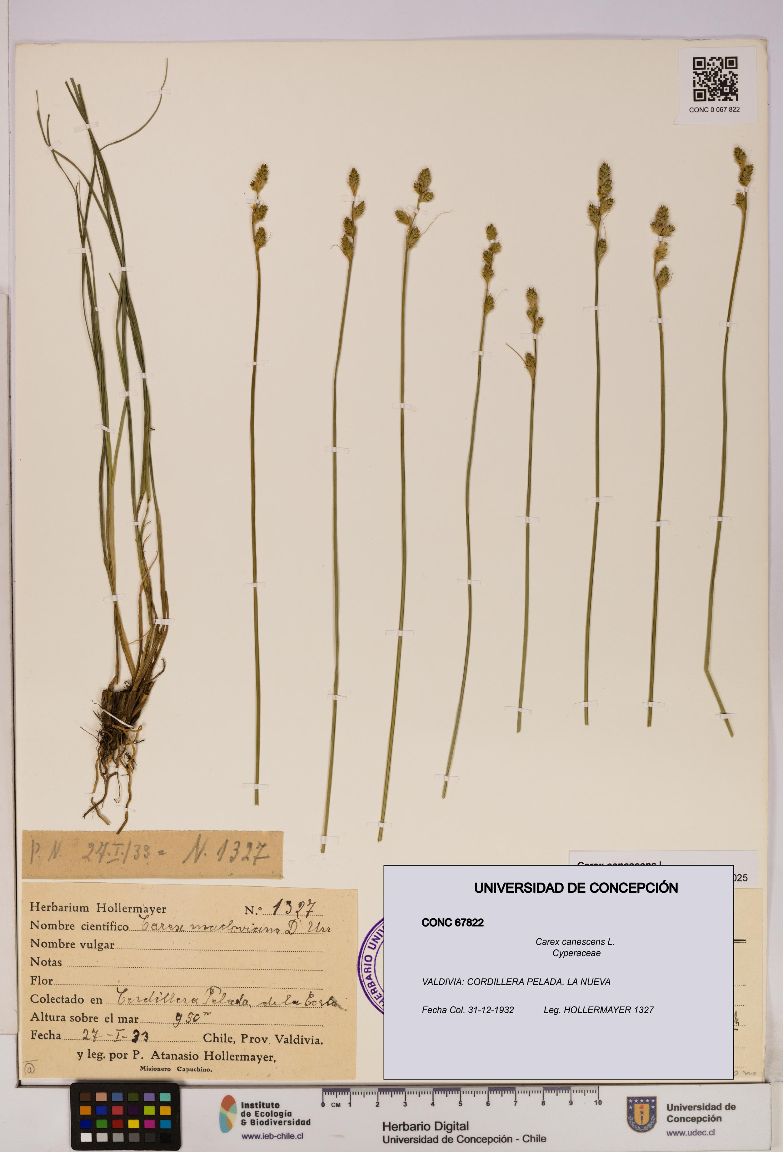 Carex canescens [Espécimen: UDEC:CONC:0067822]