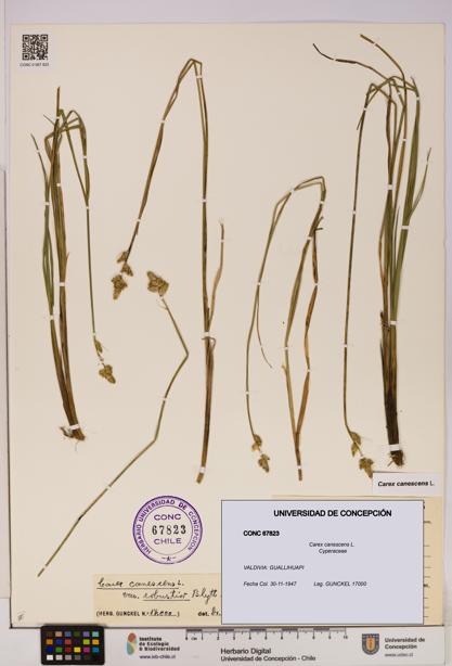 Carex canescens [Espécimen: UDEC:CONC:0067823]