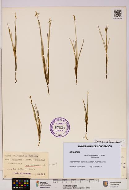 Carex camptoglochin [Espécimen: UDEC:CONC:0067824]