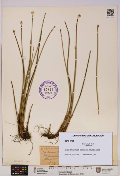 Carex aphylla [Espécimen: UDEC:CONC:0067825]