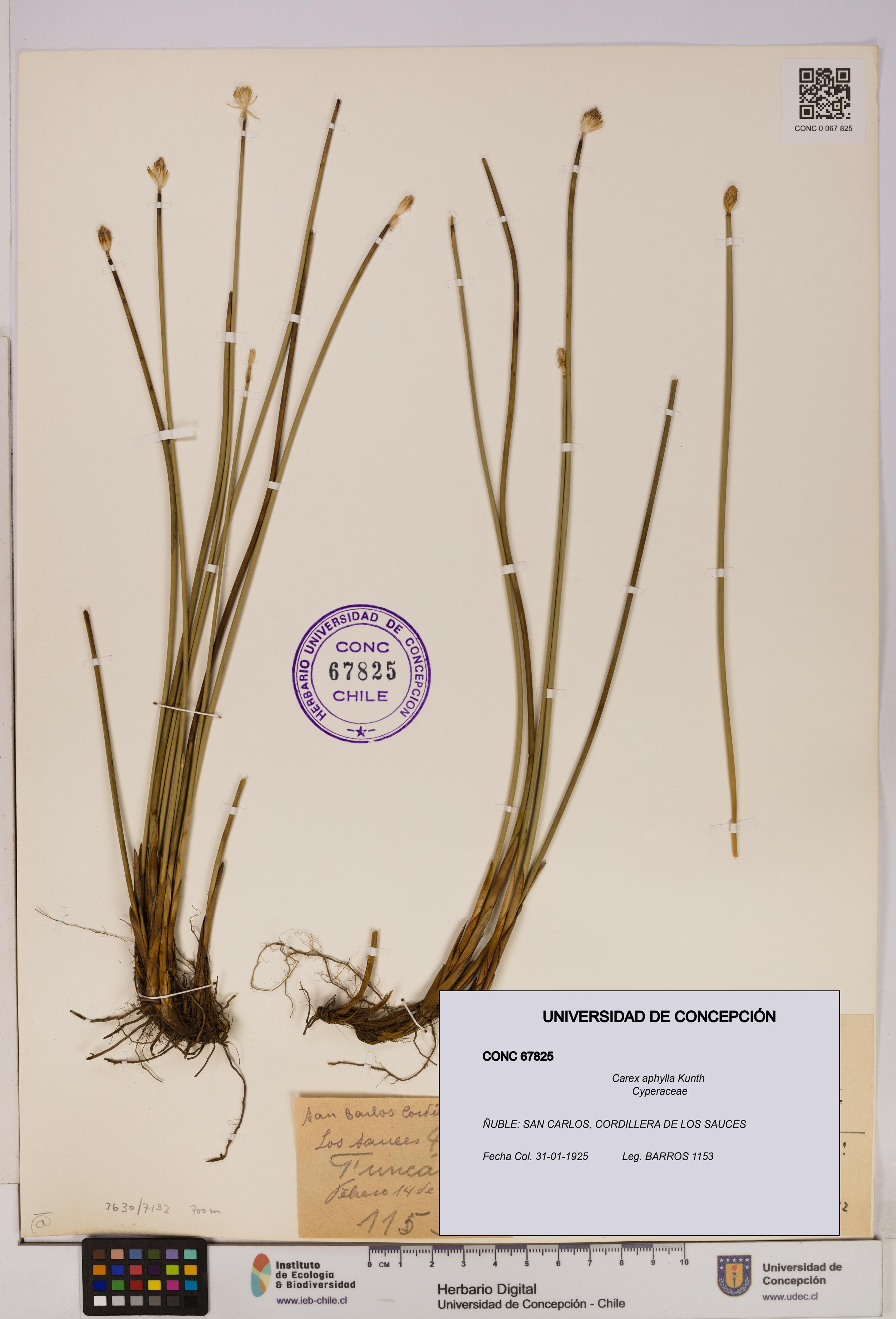 Carex aphylla [Espécimen: UDEC:CONC:0067825]