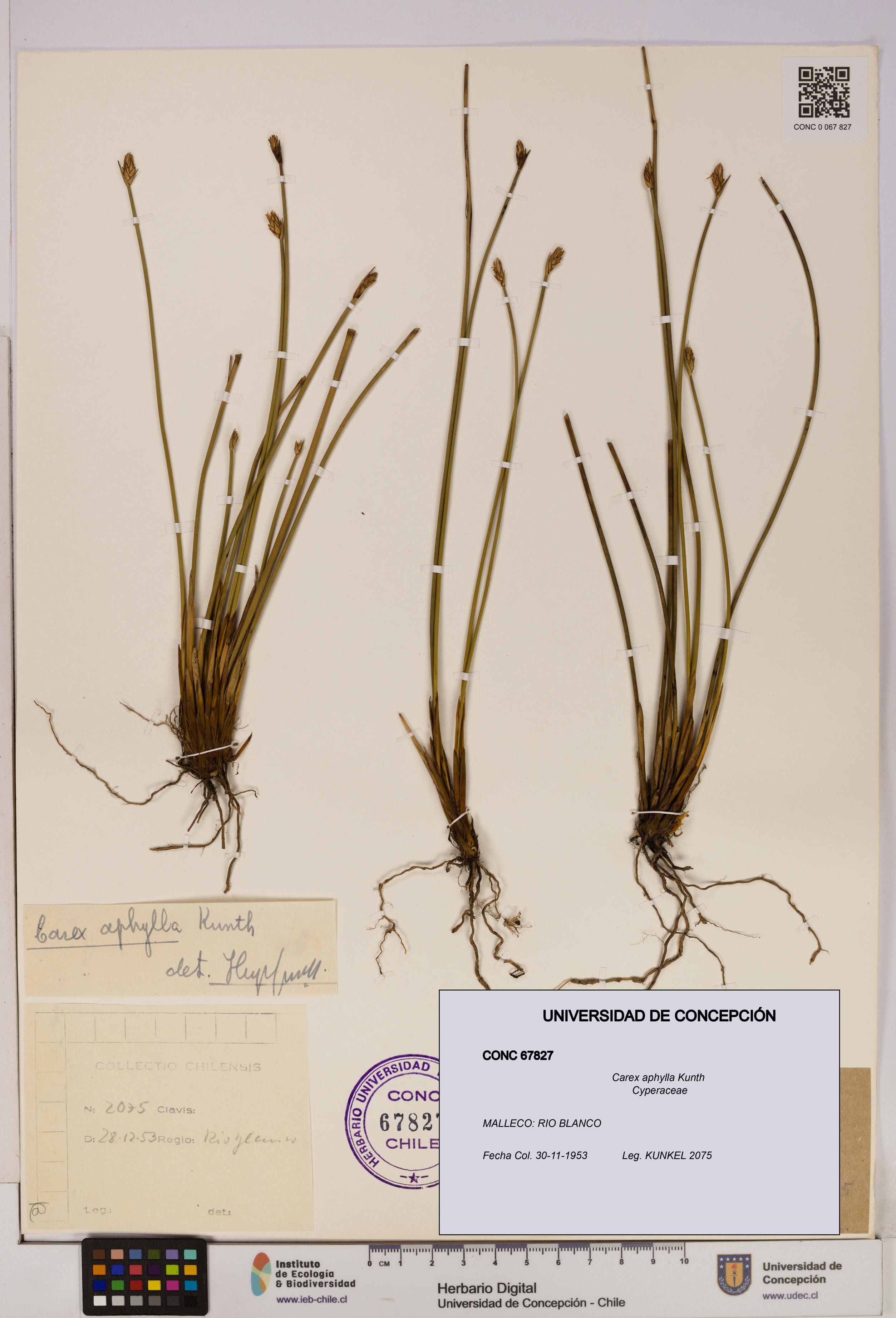 Carex aphylla [Espécimen: UDEC:CONC:0067827]