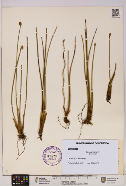 Carex aphylla [Espécimen: UDEC:CONC:0067828]
