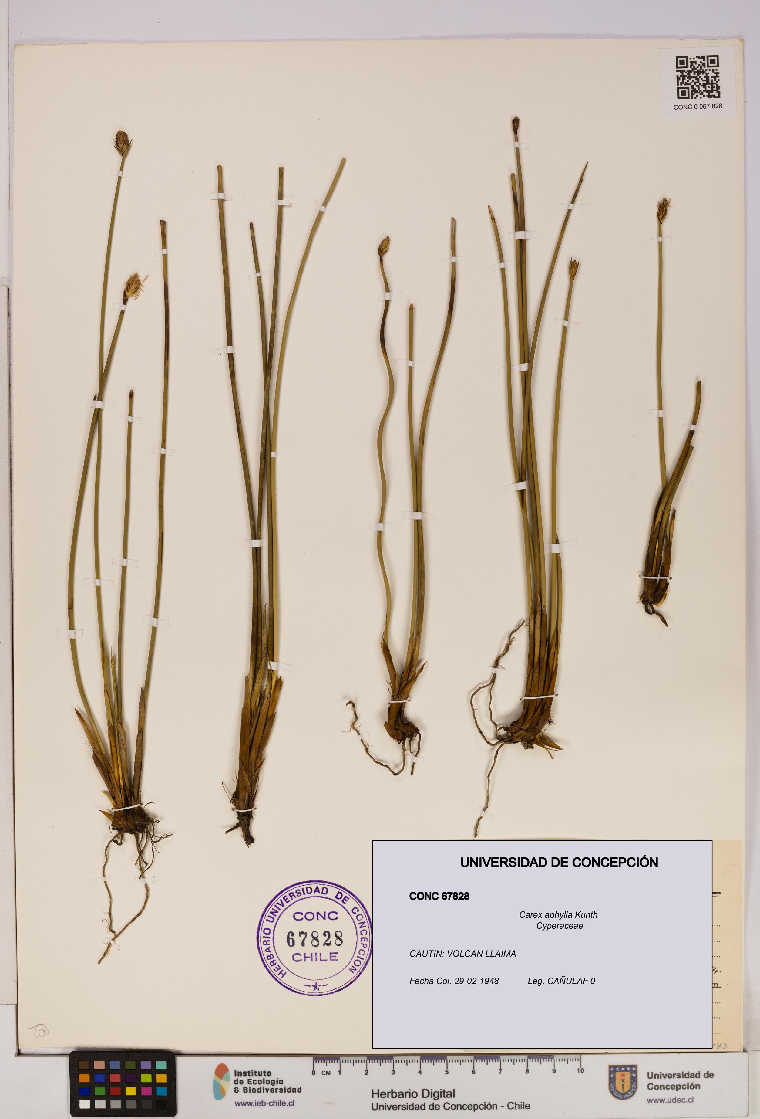 Carex aphylla [Espécimen: UDEC:CONC:0067828]