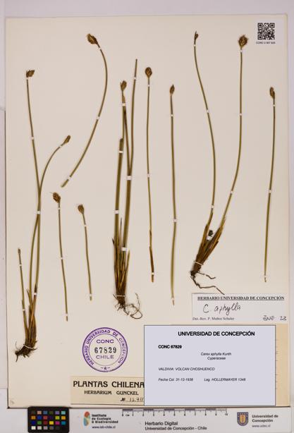 Carex aphylla [Espécimen: UDEC:CONC:0067829]